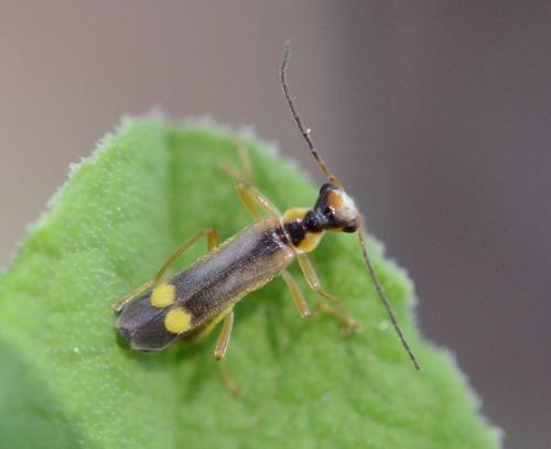 Réf. 301 104 : Malthinus sp.